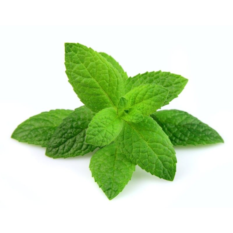 Menthe verte